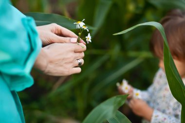 Küçük kız bebek annesine papatya çiçeği veriyor.
