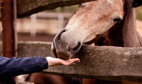 男は馬にリンゴを与える ロイヤリティフリーのストック写真