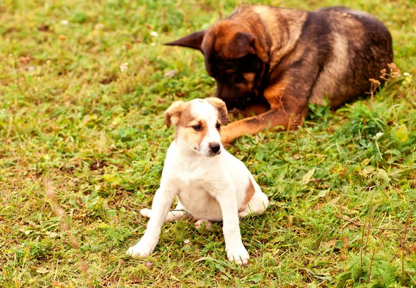 Brauner Kleiner Hund Spielt Auf Dem Boden Und Alter Hund — Stockfoto