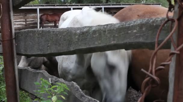 馬飼育場の古い木柵の後ろに立っている馬 — ストック動画