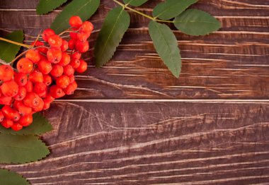 Ahşap arka planda Rowanlar. Uzayı kopyala Üst görünüm