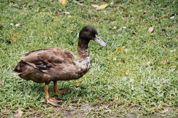 Die Braune Ente Spaziert Auf Dem Gras — Stockfoto
