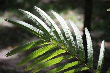 Güneşe vuran eğreltiotu yaprakları.