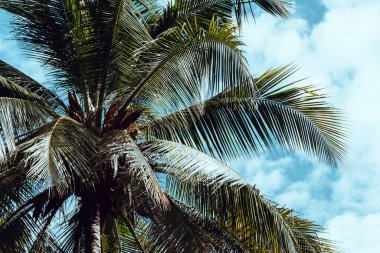 Açık bir günde Hindistan cevizi ağaçlarının tepesinde.