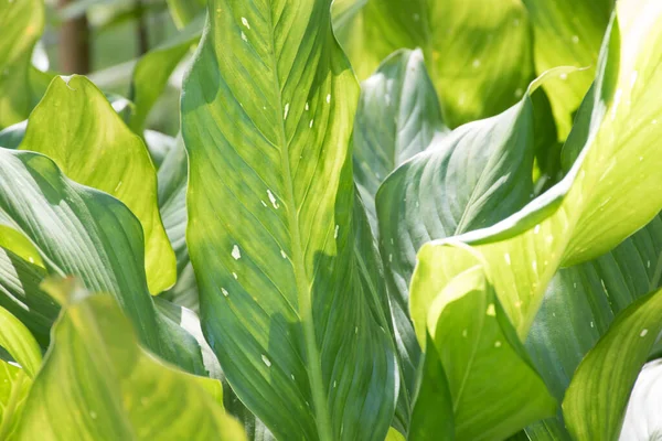 Achtergrond Het Groene Blad Hoog Breedte — Stockfoto