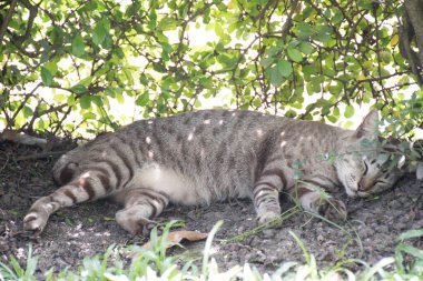 Kedi çalıların altında uyuyor..