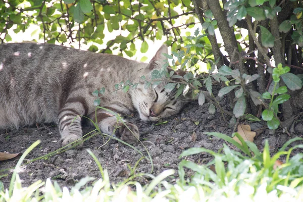 Kedi çalıların altında uyuyor..