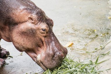 Hippopotamus (Hippopotamus amfibi) hayvanat bahçesinde yemek yer.