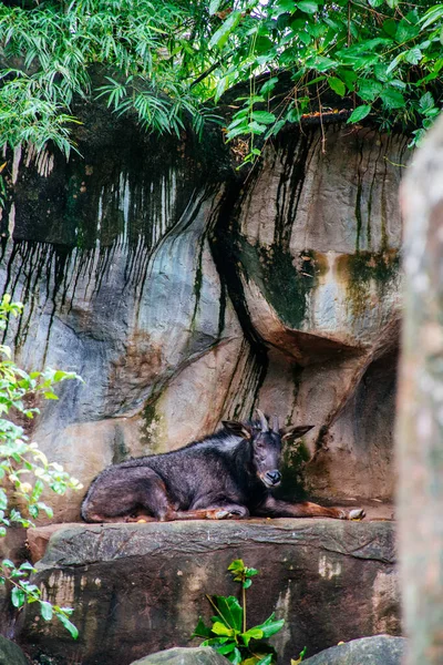 Serow Chino Capricornis Milneedwardsii Zoo — Foto de Stock