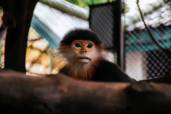 Douc Langur Caña Roja Pygathrix Nemaeus Zoo — Foto de Stock