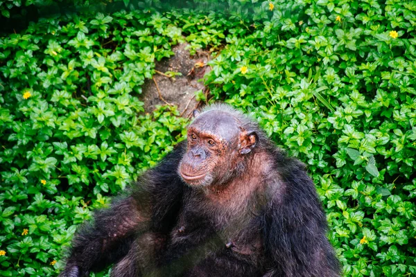 Chimpancé Pan Trogloditas Zoo — Foto de Stock
