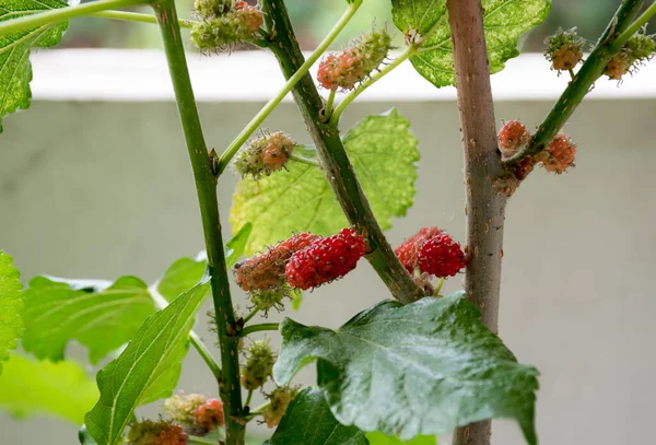 Moerbessen Bomen Die Buiten Het Huis Worden Geplant — Stockfoto