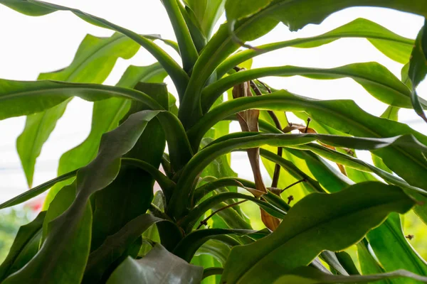 Godahoppsudden Eller Dracaena Växer Upp Utanför Huset — Stockfoto