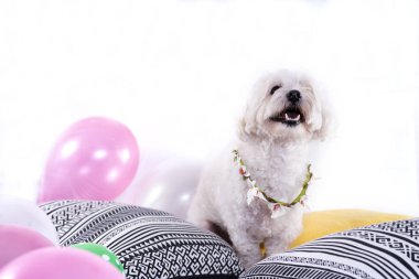 Izole beyaz arka plan ve çeşitli süslemeler üzerinde beyaz bichon. Yüksek çözünürlüklü stüdyo görüntüsü.