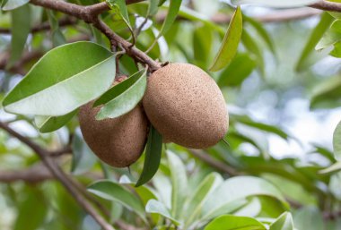 Sapodilla meyvesi bahçedeki ağaçta