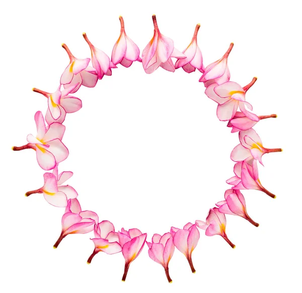Pembe frangipani kırpma yolu ile beyaz arkaplanda izole edilmiş, daire şeklinde düzenlenmiş
