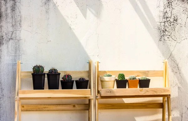 Kaktüs yerde, beyaz arka planda..