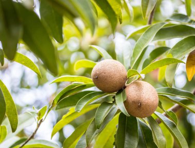 Sapodilla meyvesi bahçedeki ağaçta