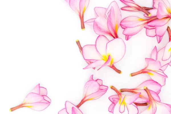 Рожеві Франгіпані Ізольовані Білому Тлі Простір Копіювання — стокове фото