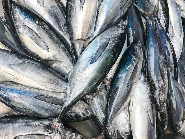 Deniz ürünleri pazarında taze uskumru balığı.