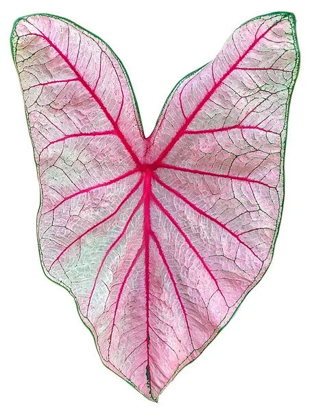 Kırpma yolu ve kalp şekli olan beyaz arkaplanda izole edilmiş pembe yaprak 