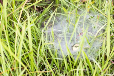 Sabahları çimde çiy ve örümcek ağı..