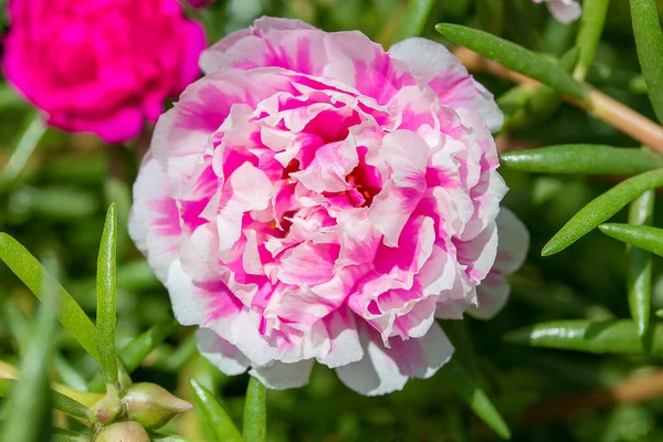 Portulaca flower in garden. Closeup pin