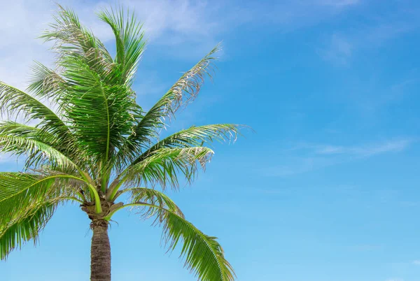 Bulutlu mavi gökyüzü ile Hindistan cevizi palmiyesi, boşluğu kopyala