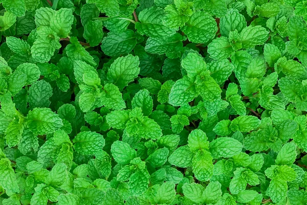 Can Dogs Eat Mint Pure Pet Food Can Dogs Eat Mint Pure Pet Food