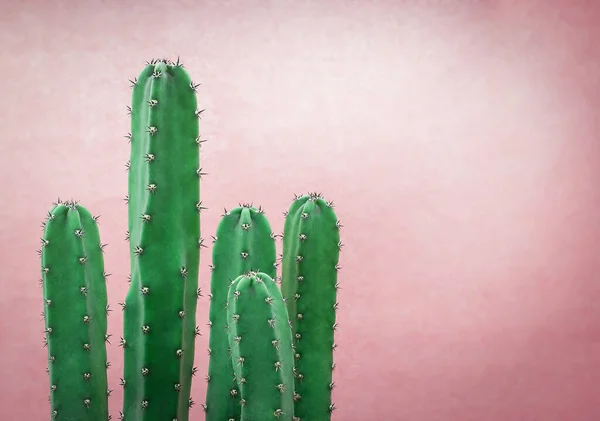 Kaktus Różowym Tle Kopiuj Przestrzeń — Zdjęcie stockowe