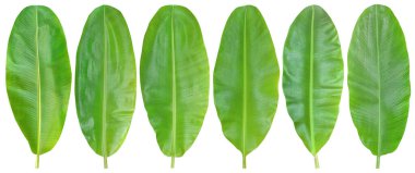 Muz yaprakları kırpma yolu ile beyaz arkaplanda izole edildi