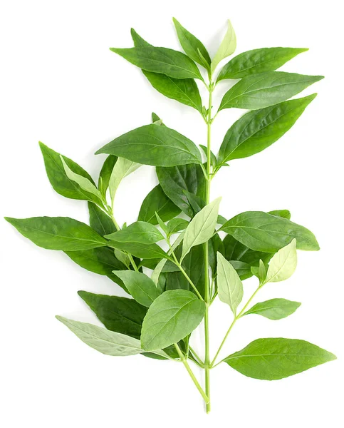 Andrographis panikleme bitkisi beyaz arka planda, üst görünümde