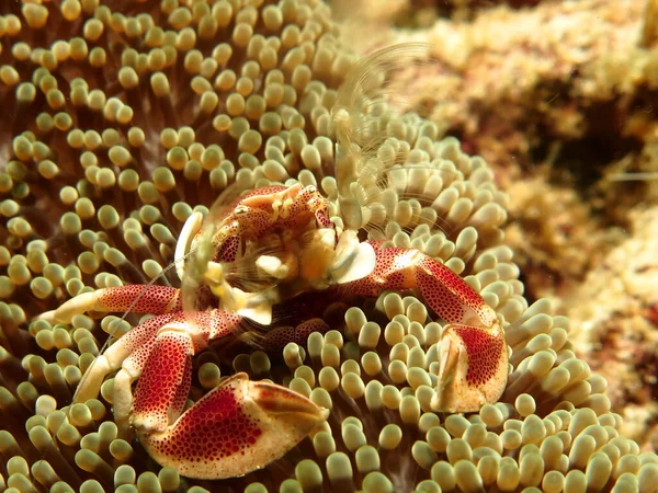 Tengeri Anemone Márvány Rák Vadászati Kéz Ventilátor — Stock Fotó