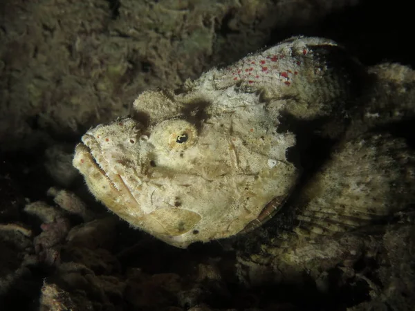 Pez Piedra Escorpión Verruga Arena Inmersión Nocturna Filipinas — Foto de Stock