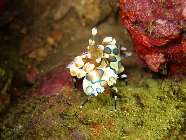 Mantis Camarones Odontodactylus Scyllarus Sentado Arena Esperando Presa — Foto de Stock