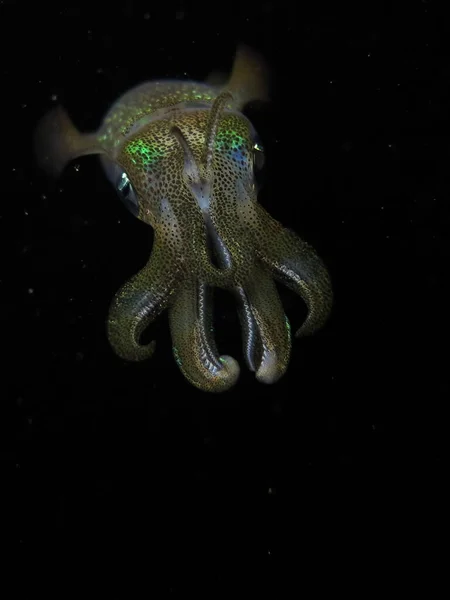 Cuttlefish Cefalópode Molusco Retrato Sobre Fundo Preto Macro — Fotografia de Stock