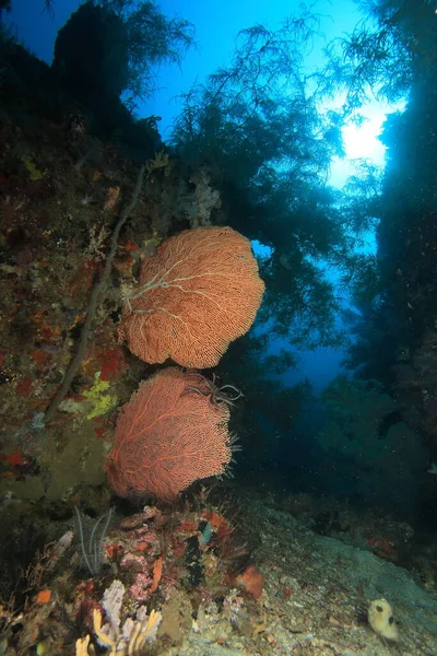 Gorgonaria Puha Korallzátony Világít Nap Kék Víz — Stock Fotó