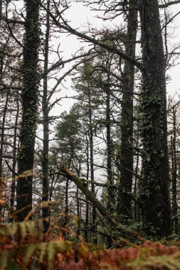 Aşağıdan izlenen ormandaki çam ağaçları.