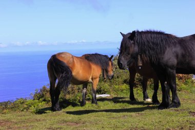 Okyanus kıyısında büyük atlar