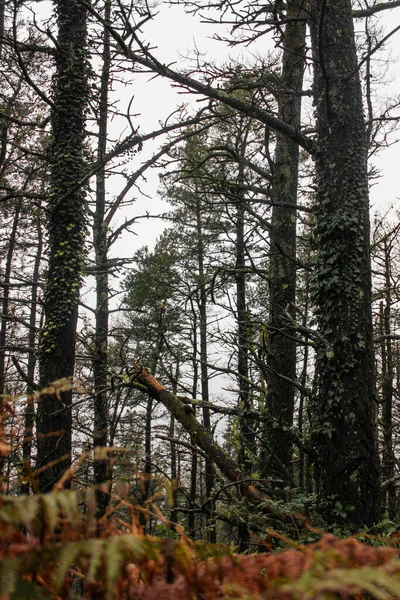 Aşağıdan izlenen ormandaki çam ağaçları.