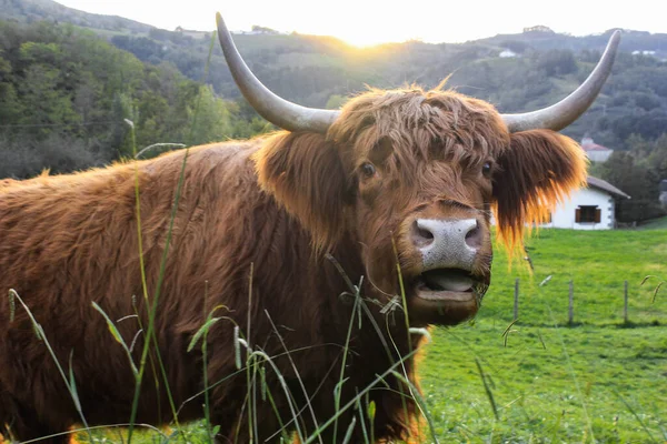Retrato Una Vaca Escocesa Feliz —  Fotos de Stock