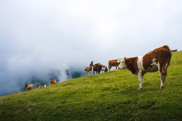 Vacas Caballos Una Colina Sobre Las Nubes —  Fotos de Stock