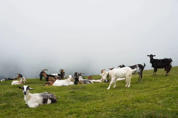 Grupo Cabras Relajándose Montaña Día Lluvioso —  Fotos de Stock