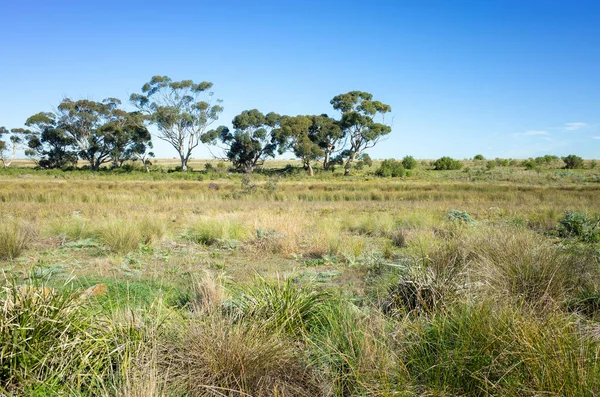 広大なフィールド 空いている土地とユーカリの木のビューを持つ典型的なオーストラリアの農村風景 マナーレイク Vic Australia — ストック写真