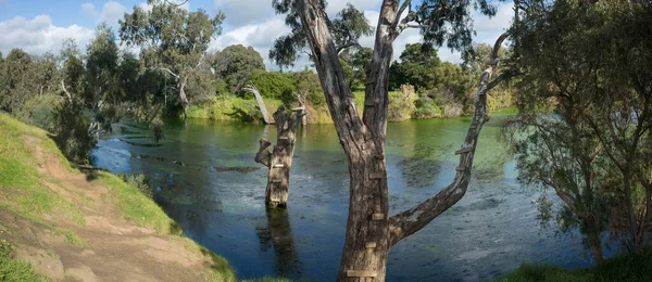 Werribee河全景全景 水中有老树 澳大利亚自然景观的水道及其周围环境 澳大利亚 墨尔本 — 图库照片
