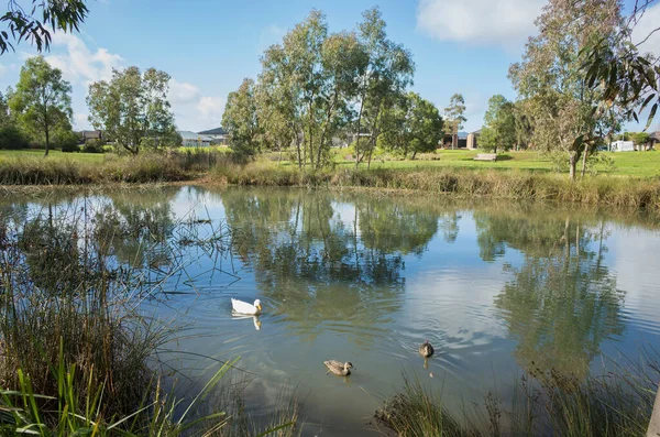 Ein Feuchtgebiet Mit Einigen Wildenten Die Auf Einem Teich Schwimmen — Stockfoto