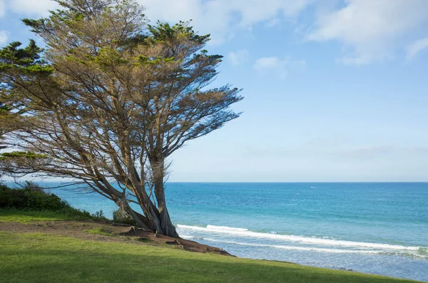 Uma Árvore Pitoresca Vista Azul Oceano Litoral Torquay Foreshore Torquay — Fotografia de Stock