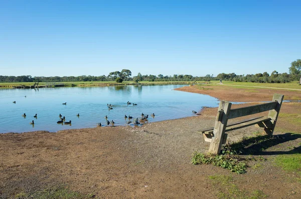 木製のベンチと大統領公園湖のいくつかの野鳥 湖と大規模な緑の土地を持つ公園の背景テクスチャ オーストラリアの郊外公園の自然景観 オーストラリアのメルボルン — ストック写真
