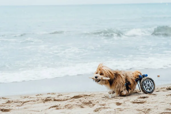 dog in a wheelchair running on the beach with a stick in his mouth