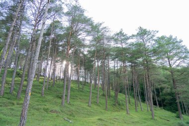 Çayırdaki uzun ağaç ormanı